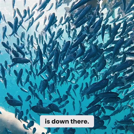 Dive into the unknown, live. 🌊 Say goodbye to guesswork and hello to unparalleled underwater insights with our revolutionary livestreaming tech. Ideal for: 🎣 Fishing enthusiasts 🛥️ Boat owners & captains 🤿 Dive masters & instructors 🔬 Marine researchers & scientists 🐬 Tourism operators & educators 📹 Underwater content creators Join the ranks of ocean pioneers who trust us to capture the unseen. Discover how our game-changing technology can elevate your work now! | SEAVU