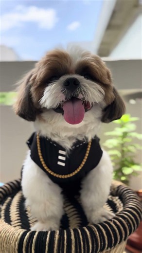 Prathi kukka ki oka roju vasthundhi 🤣🤣 #trending #ytshorts #viral #comedy #funny #ytviral #dogs