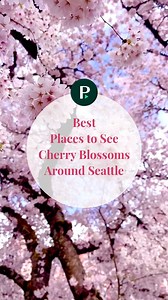 3.5K views | Cherry blossoms + Seattle = picture-perfect bliss! Here...