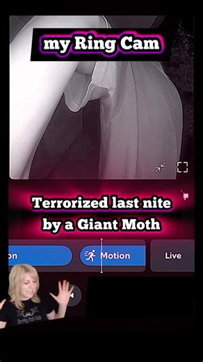 Why so BIG?? #moths #creepytales #ringcamera