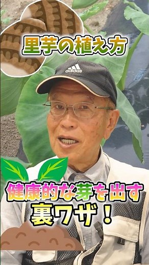 Secret tips for growing healthy taro sprouts in your home garden or farm! [Directly from a farmer...