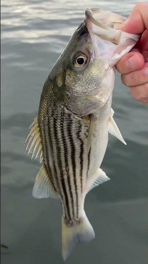 Lake Murray Striper - Much easier to find than the green species 😫 #fishing #fishingshorts #sc