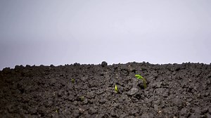 Plants time lapse, beans seed is growing out of the earth.