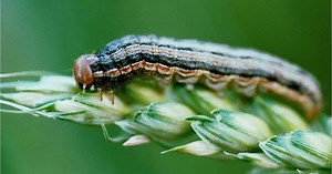 Armyworm Scouting in Wheat: Where, When & How