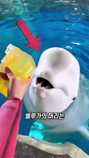 The Beluga Whale with a Heart of Gold