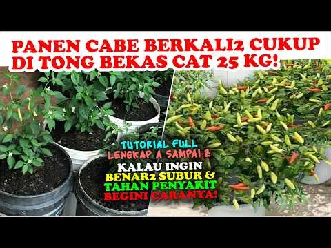 TUTORIAL LENGKAP MENANAM #CABE DI WADAH BEKAS CAT 25 KG DGN BENAR | 3 RAHASIA CABE SUBUR DAN LEBAT!