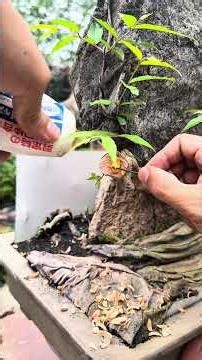 What should we name it? #mostprecious #seeds #nutrients #rice