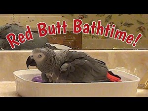 Red Butt Bathtime with Einstein 🛁