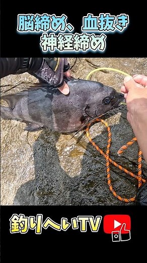 【石鯛締め】石鯛の脳締め、血抜き、神経締め。 #釣り #fishing #shorts