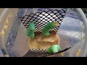 Hornworm Breeding: Worm to Manduca Moth (Step 1)