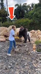 TOP 3 Homens que DERROTARIAM um GORILA