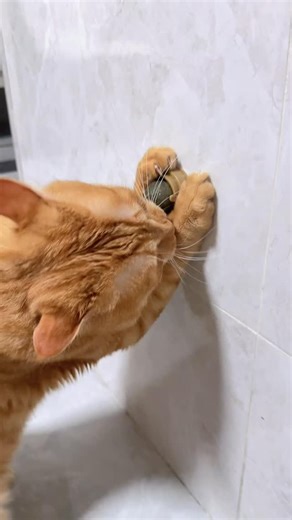 I LOVE CATS 🐈 on Instagram: "My cat goes crazy about this Catnip wall stick✨🥰 #cats_of_instagram #catlife #catlovers"