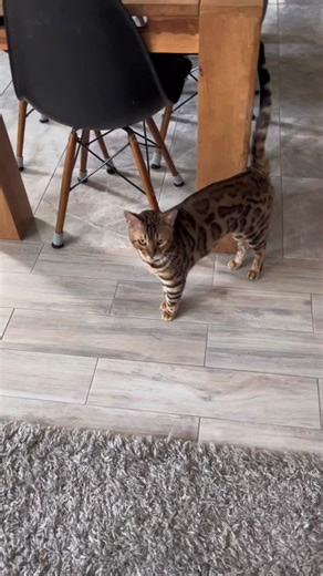 Meet George: The Smartest Bengal Cat Performing Circus Tricks