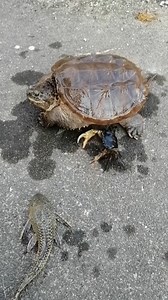 Animal Planet TV on Reels