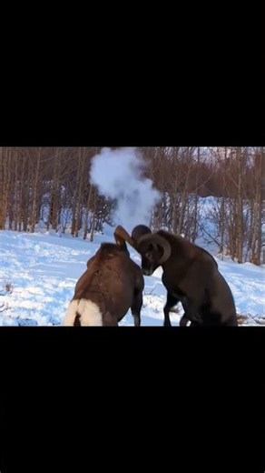 mountain goat's dominance fight