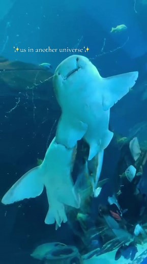 Exploring Us in Another Universe: Multiverse Concepts