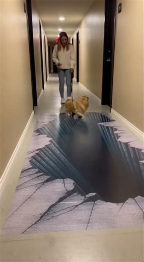 Pekingese Refuses to Move as Floor Abyss Illusion Triggers Barking, Panic, and Leash War