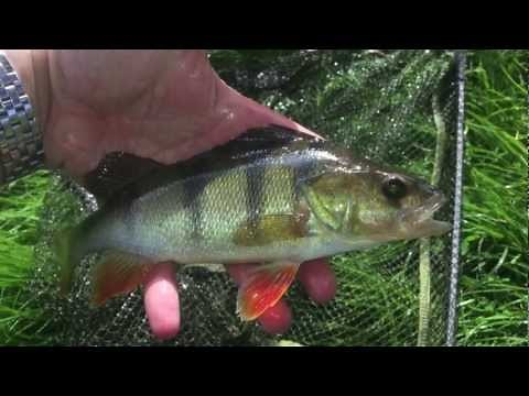 Best Lures for catching Perch top 10