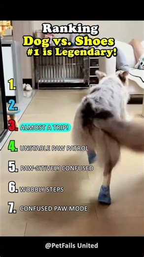 Dog vs. Shoes Hilarious Wobbly Walk! EpicFail #funnydogs