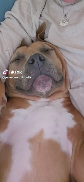 pitbulls.Jax_Penny (@pawsome.pittbulls)’s videos with original sound - Winnie & April