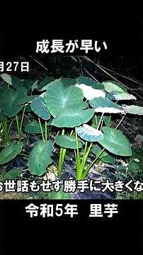 里芋栽培 種芋の植え付けから収穫まで#ぼっちおじさん #家庭菜園 #里芋
