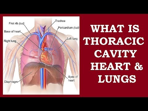 WHAT IS THORACIC CAVITY (ANATOMY) - INFO HUB
