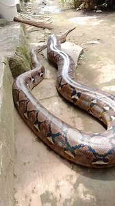 Berjemur 🐍 | Abdul Azis Albar