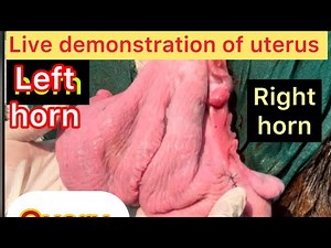 Live demonstration of uterus l Right horn l left horn l Dr Umar Khan