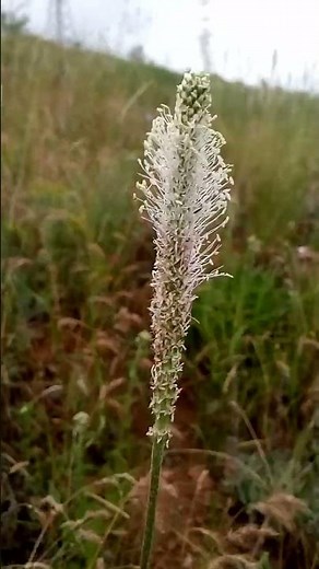 Интересный красивый цветок подорожника в степи весной Interesting beautiful flower in steppe spring