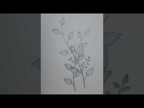 Pencil Drawing of Delicate Plant Stems With Budding Leaves on Plain White Background