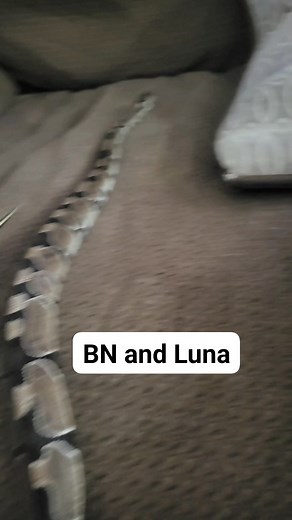 BN ball Payton, Luna lesser ball Payton. Ya we have a zoo lol | Samantha Sakiestewa