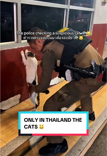 Discover Unique Cat Encounters in Thailand