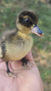 Duckling Beautiful Chirping and Movements" #Duck #Ducklings #BabyDuck #DuckQuack #DuckVibes #DuckVideo #DuckLife #FunnyDucklings #FunnyVideos #FunnyAnimals #BabyAnimals | I Love Pets