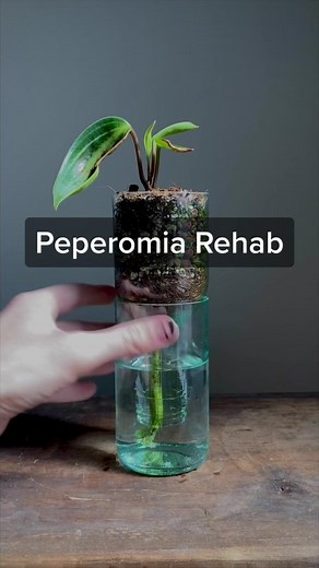 Peperomia Elongata Starter Plant Care Success Story