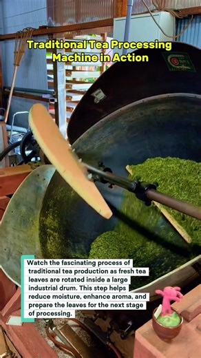Traditional Tea Processing Machine in Action | How Loose Leaf Tea Is Made