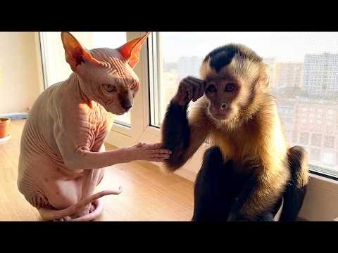Funny Monkey Moments That Will Make You Laugh 🐒😂