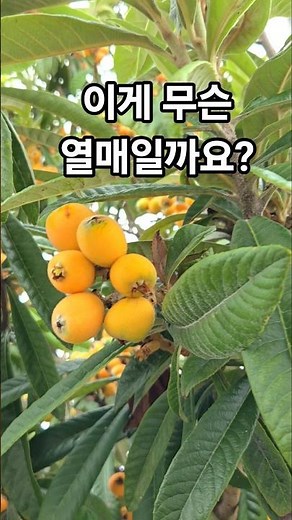 이 열매 이름 아시나요? 비파입니다