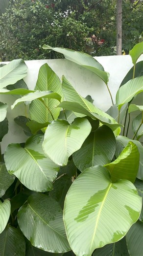 To grow calathea like this, just do this ❤️ Calathea plant natural growth #calathea #calatheaplant