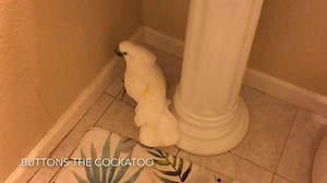 Hello From the Other Side... | Buttons the Cockatoo