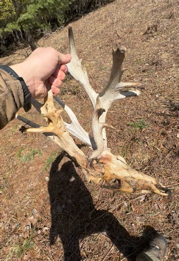 Strange Buck Discovered in Swamps