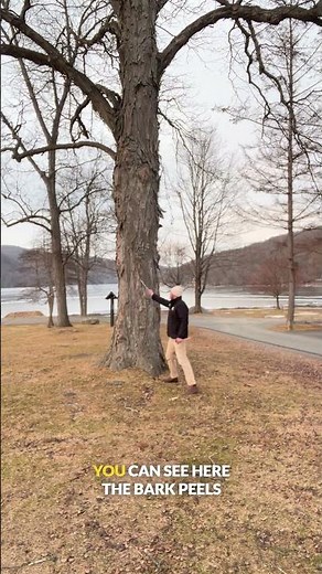 Shagbark Hickory Explained: Why the Bark Peels (And Why It’s Normal)
