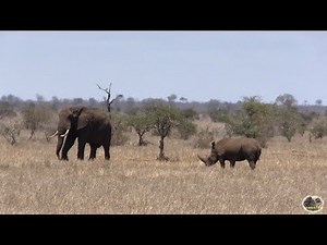 Two Largest Land Mammals Together - Elephant And Rhino