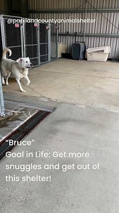 Bruce is looking for placement with a rescue! He is an Akbash/Pyrenees X and a big boy! ***Interested in fostering or adopting? Call the shelter at 780-969-8400 | Parkland County Animal Shelter