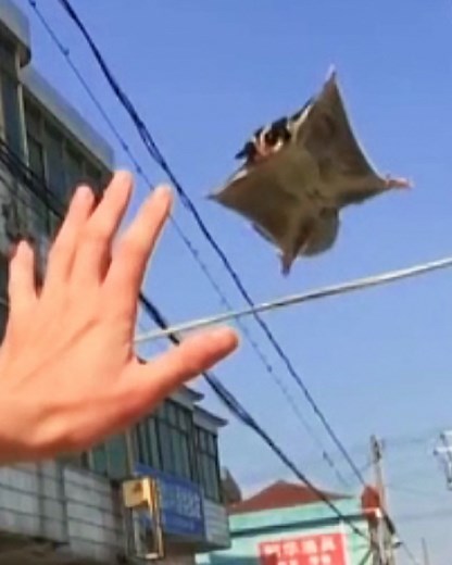 106K views · 3.5K reactions | How are some people training sugar gliders to perform tricks? #CrazyCreatures | Crazy Creatures | Facebook