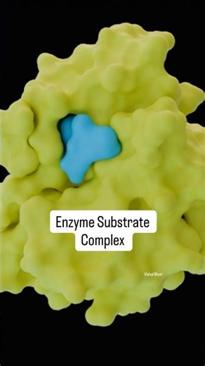 Enzyme mechanism animation | Enzyme catalysis biochemistry | Enzymes biology class 11