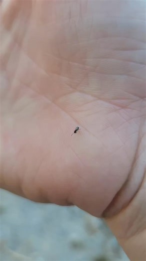 18 reactions | How we control flies on the ranch. We get these from Spalding Labs...not sponsored #FlyPredators #SpaldingLabs #AlpacaTok #FarmTok #PastureLife #BarnLife #HappyHerd #NaturalPestControl #SustainableFarming #AlpacaLife #RanchLife #EcoFriendlyLiving #HomesteadLife #BarnToBracelet #LivestockCare #SmallFarmLife #CountryLife | Rolling Oak Alpaca Ranch | Facebook