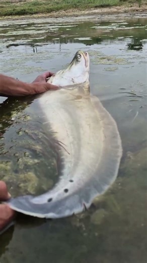 Big Fishing #fishing