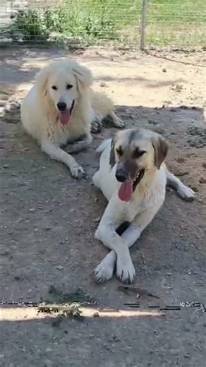 Skitter con Poncio e Garth: l'inseparabile trio!