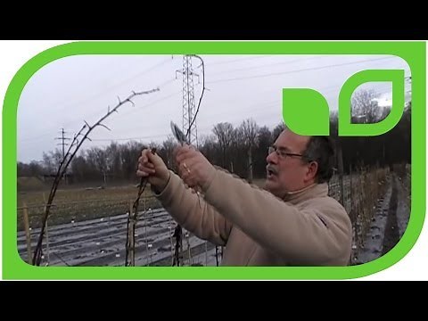 How do I prune summer raspberries?