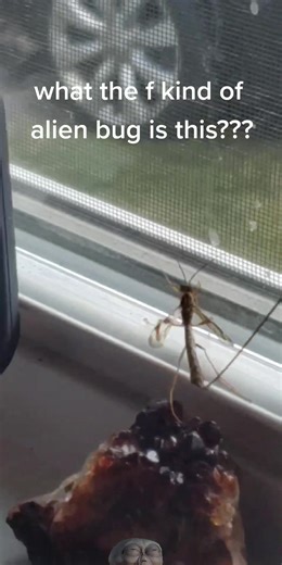 proof of aliens? #alien #fireworks #july4th #fireworks2020 #4th #bug #aliens #ufo #mtvlacoreomitch #independenceday #mtvlacoreomitch